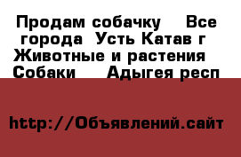 Продам собачку  - Все города, Усть-Катав г. Животные и растения » Собаки   . Адыгея респ.